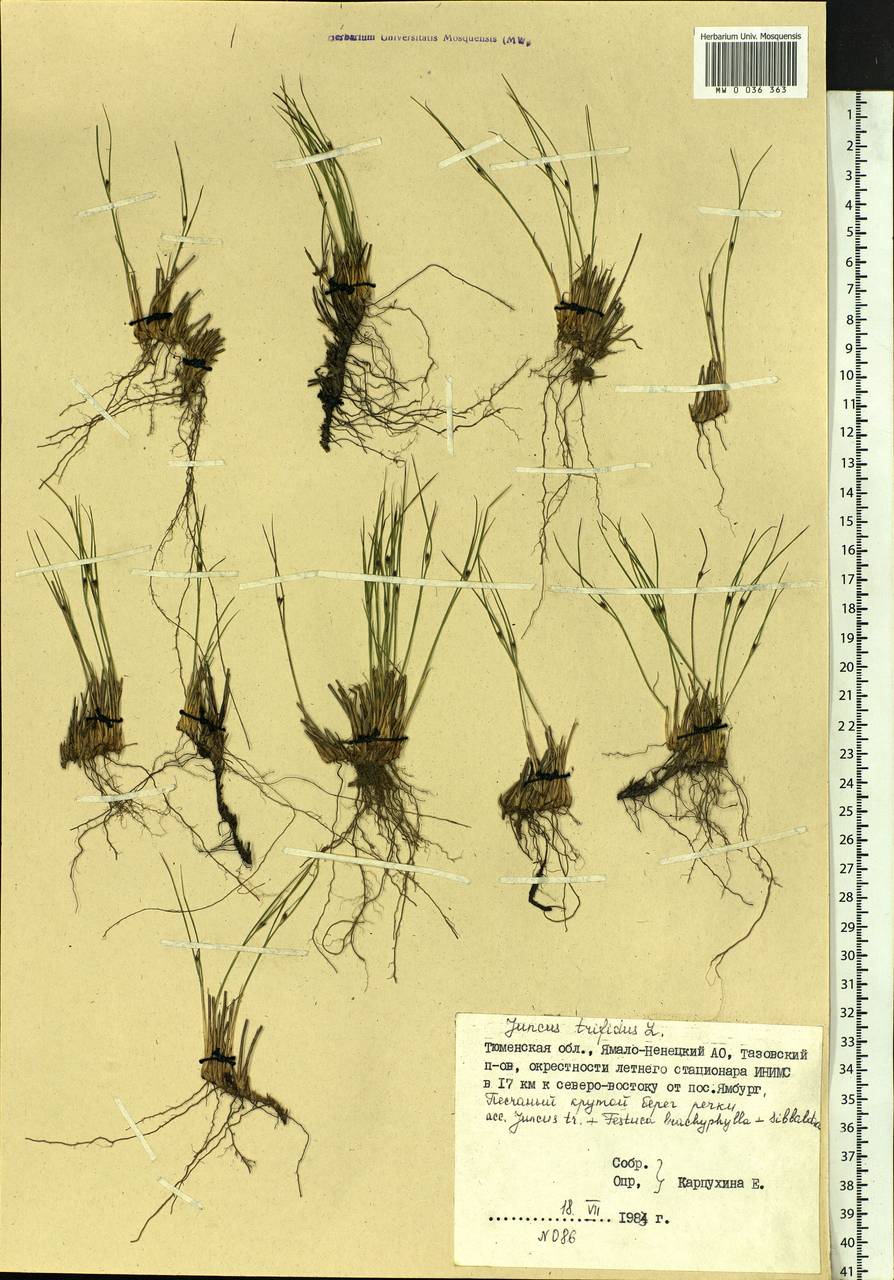 Oreojuncus trifidus (L.) Záv. Drábk. & Kirschner, Siberia, Western Siberia (S1) (Russia)