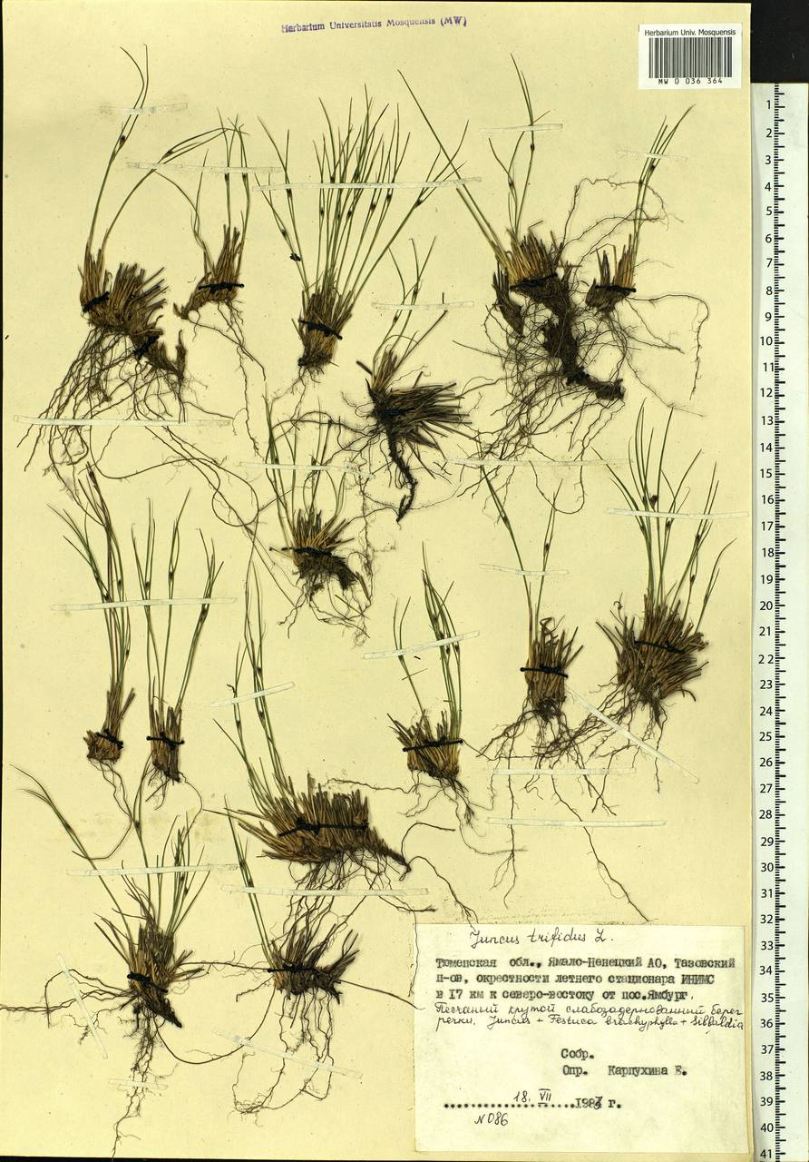 Oreojuncus trifidus (L.) Záv. Drábk. & Kirschner, Siberia, Western Siberia (S1) (Russia)