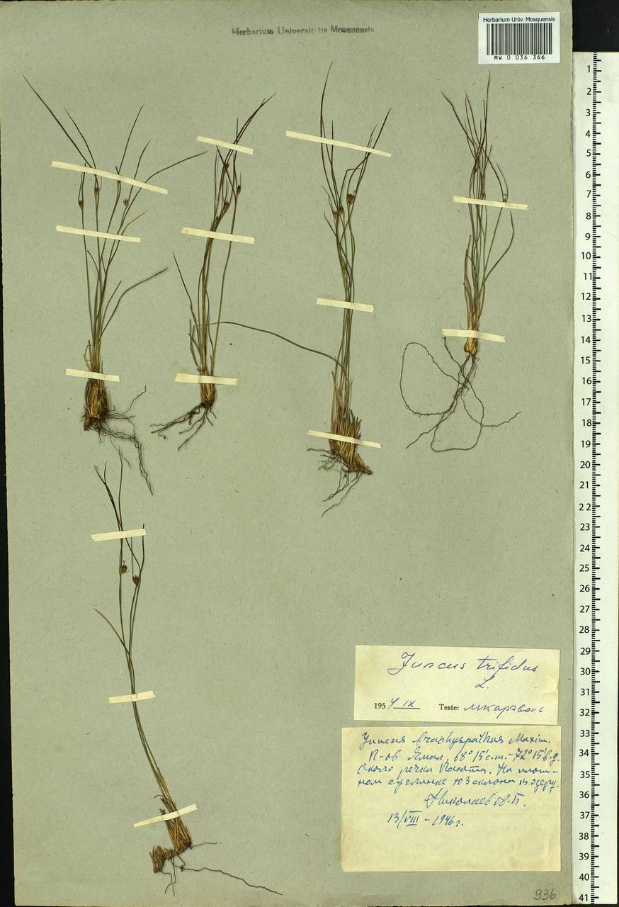 Oreojuncus trifidus (L.) Záv. Drábk. & Kirschner, Siberia, Western Siberia (S1) (Russia)