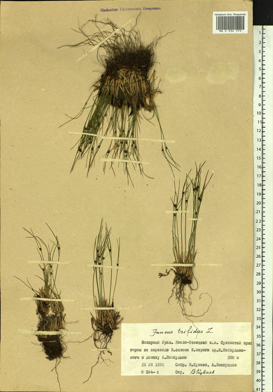 Oreojuncus trifidus (L.) Záv. Drábk. & Kirschner, Siberia, Western Siberia (S1) (Russia)