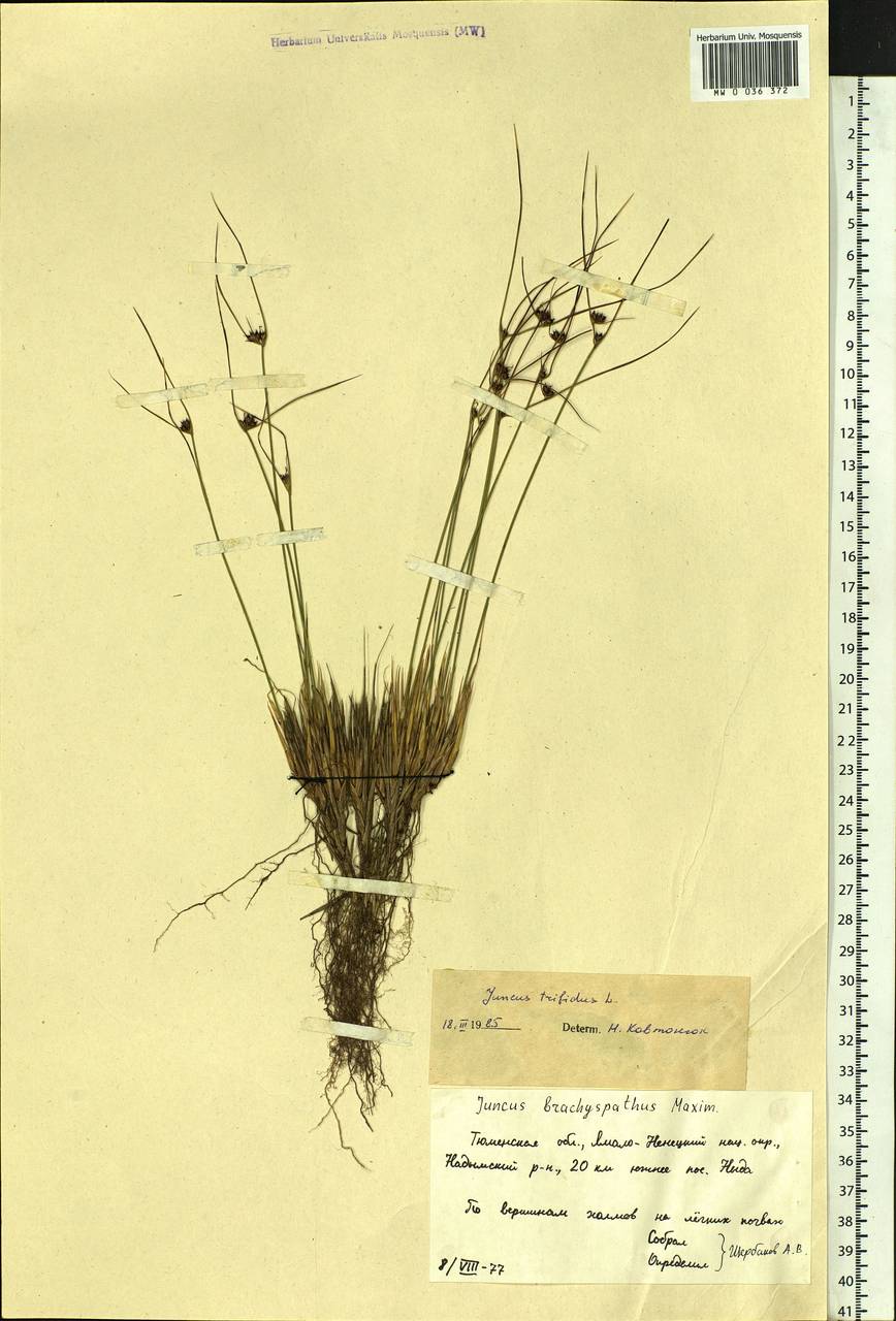 Oreojuncus trifidus (L.) Záv. Drábk. & Kirschner, Siberia, Western Siberia (S1) (Russia)