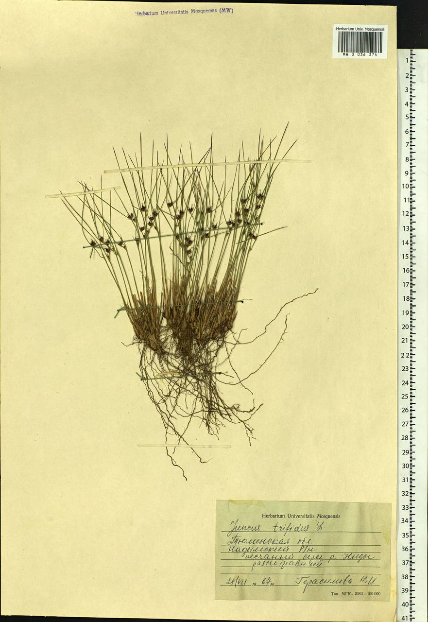 Oreojuncus trifidus (L.) Záv. Drábk. & Kirschner, Siberia, Western Siberia (S1) (Russia)