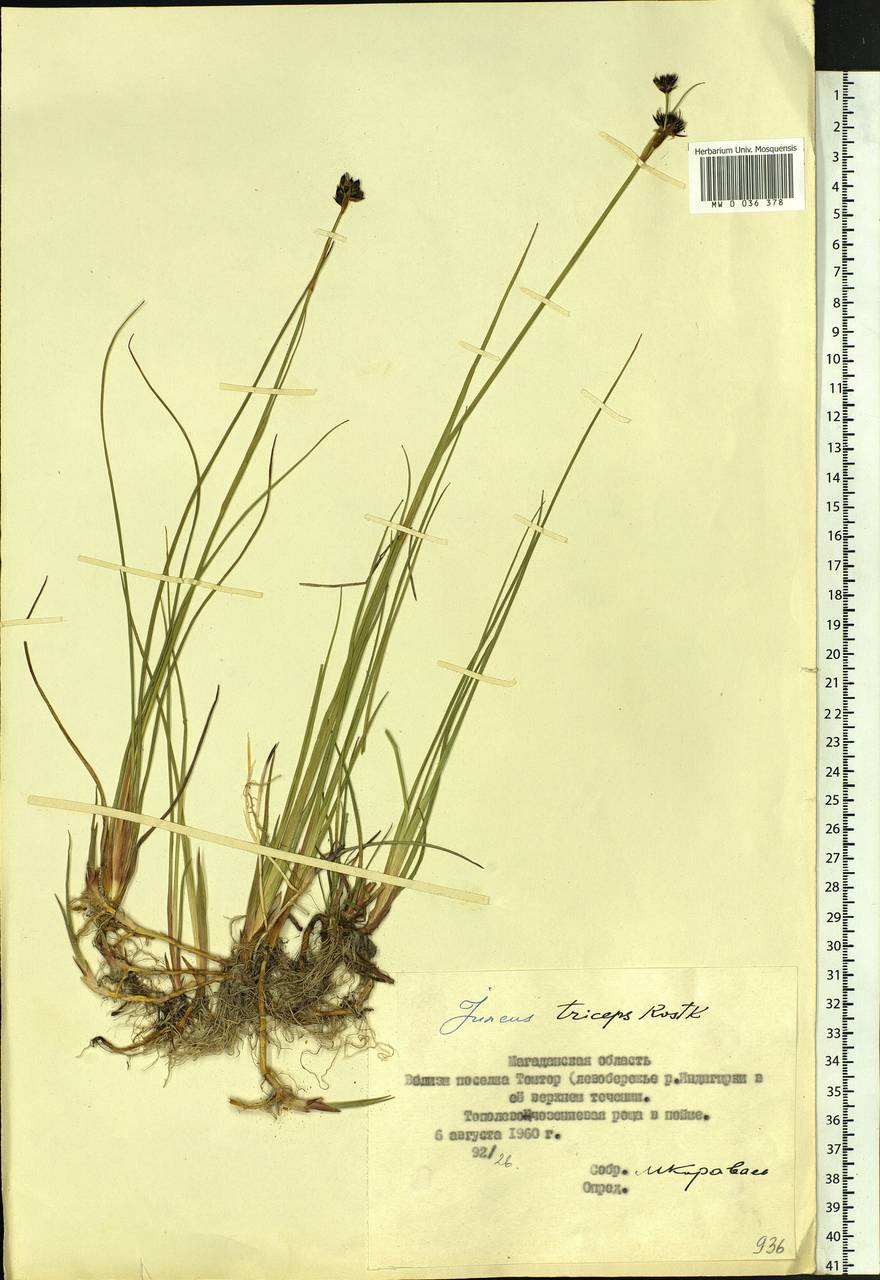 Juncus castaneus subsp. triceps (Rostk.) V. Novik., Siberia, Yakutia (S5) (Russia)