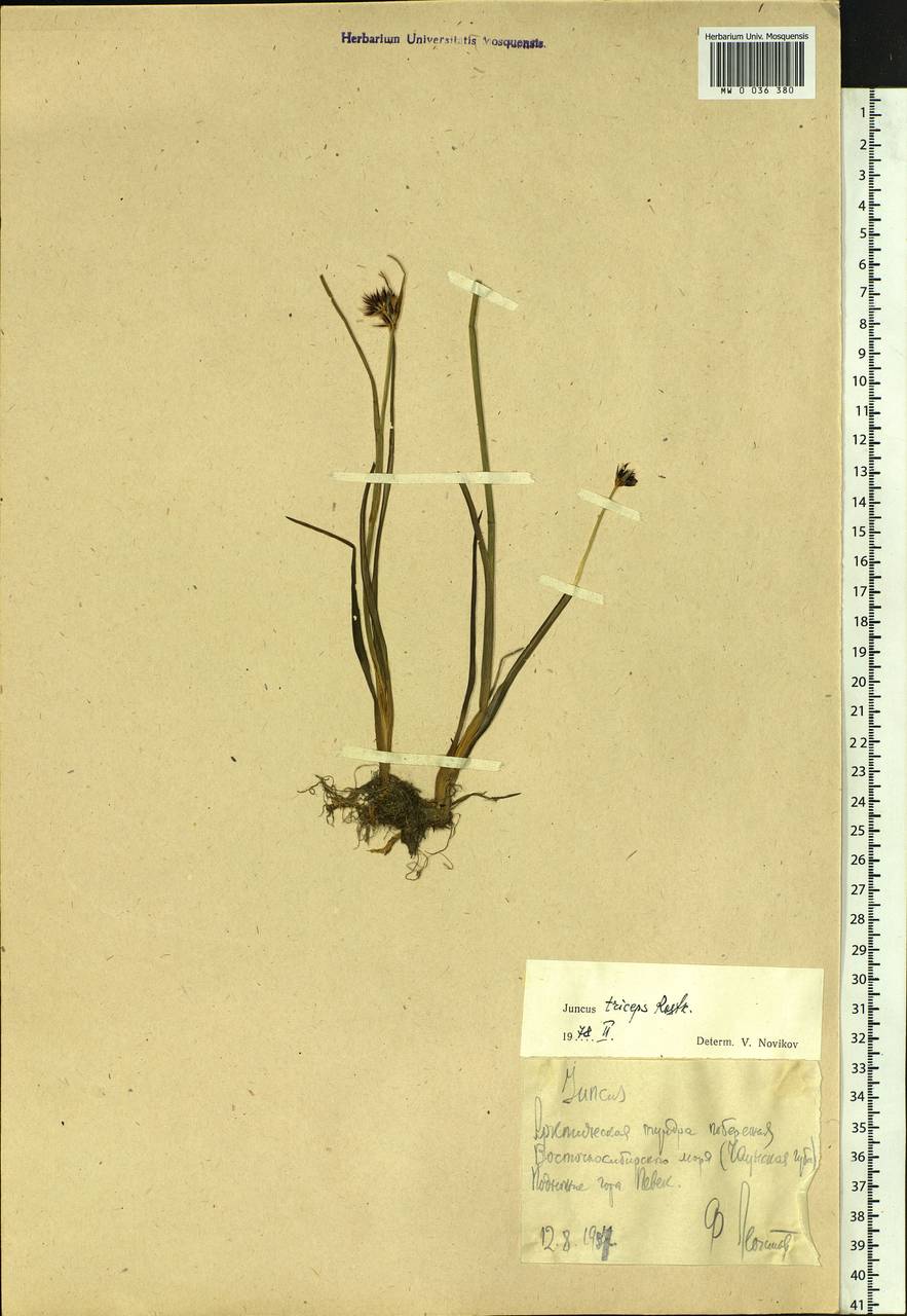 Juncus castaneus subsp. triceps (Rostk.) V. Novik., Siberia, Chukotka & Kamchatka (S7) (Russia)