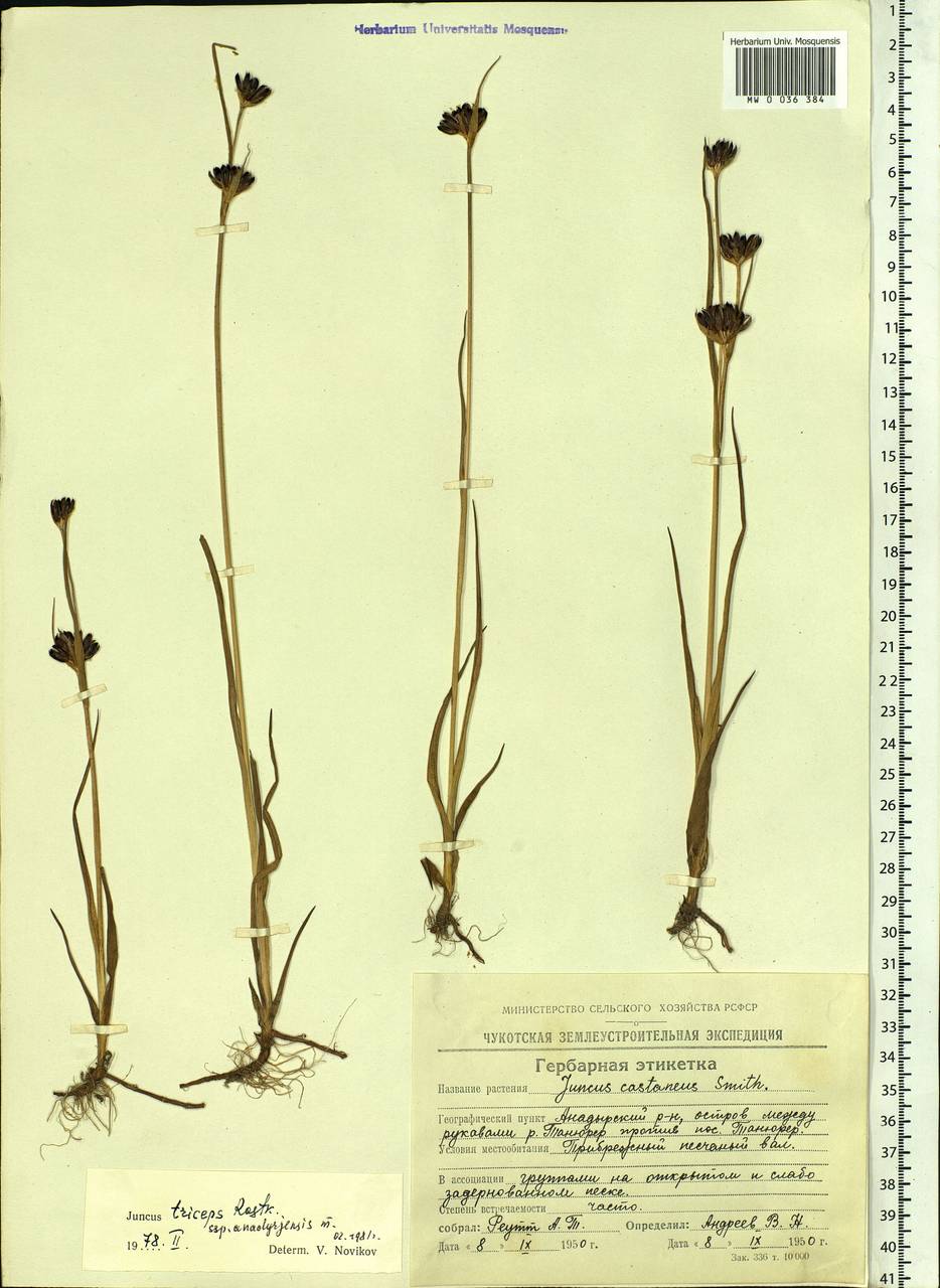 Juncus castaneus subsp. triceps (Rostk.) V. Novik., Siberia, Chukotka & Kamchatka (S7) (Russia)