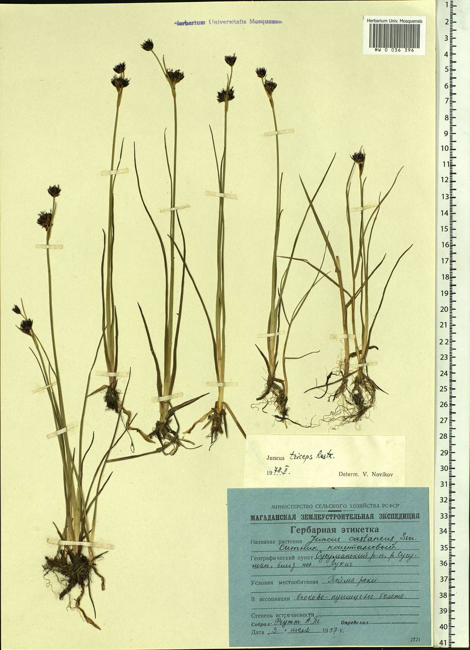 Juncus castaneus subsp. triceps (Rostk.) V. Novik., Siberia, Chukotka & Kamchatka (S7) (Russia)