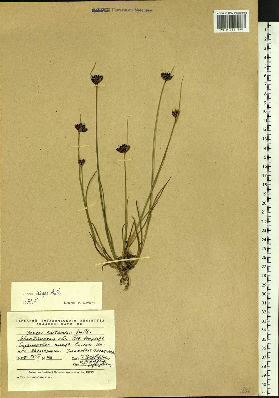 Juncus castaneus subsp. triceps (Rostk.) V. Novik., Siberia, Chukotka & Kamchatka (S7) (Russia)