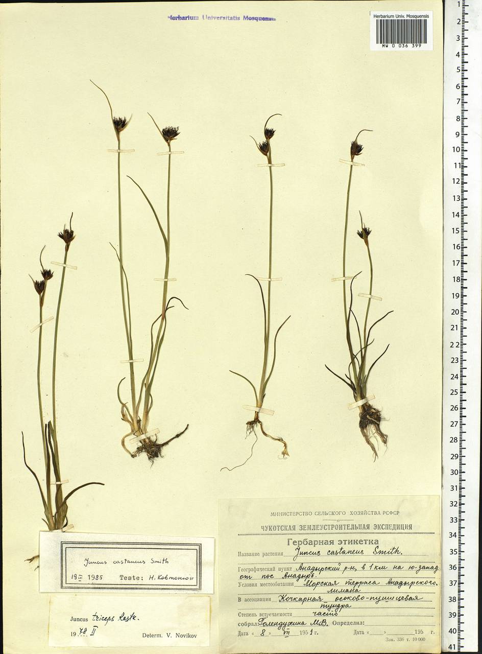 Juncus castaneus Sm., Siberia, Chukotka & Kamchatka (S7) (Russia)