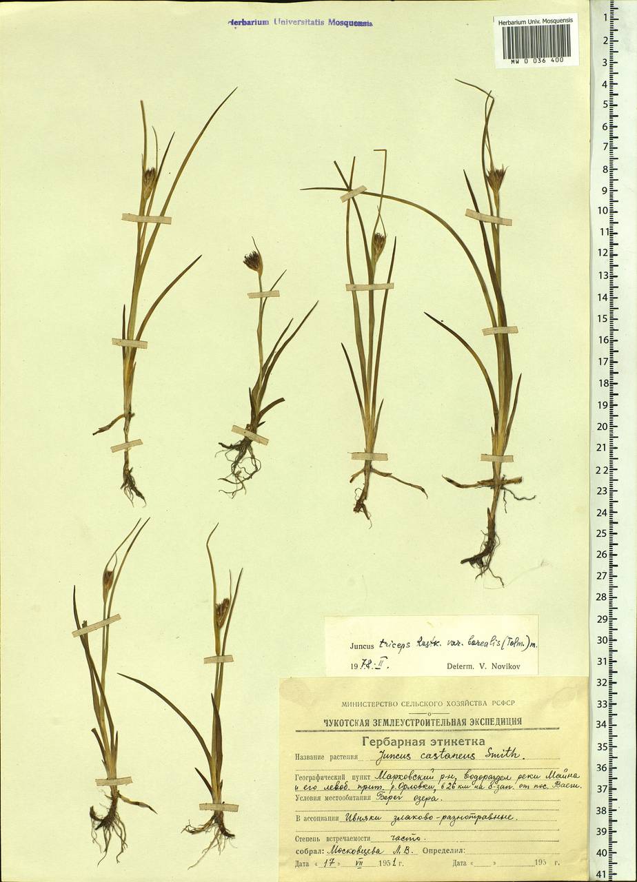 Juncus castaneus subsp. triceps (Rostk.) V. Novik., Siberia, Chukotka & Kamchatka (S7) (Russia)