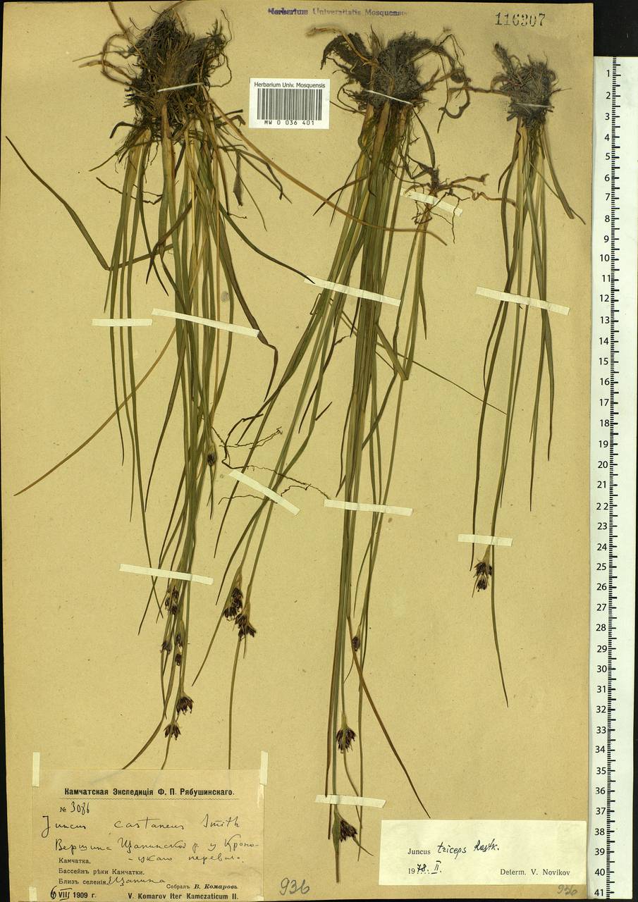 Juncus castaneus subsp. triceps (Rostk.) V. Novik., Siberia, Chukotka & Kamchatka (S7) (Russia)