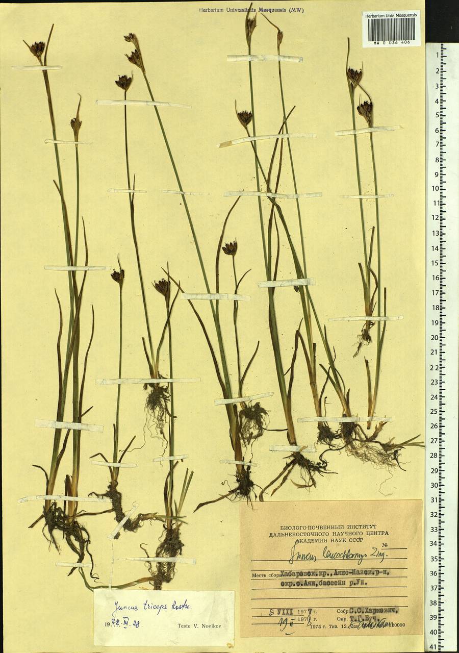 Juncus castaneus subsp. triceps (Rostk.) Novikov, Siberia, Russian Far East (S6) (Russia)