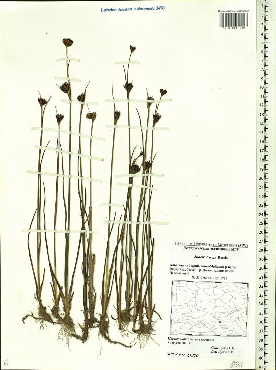 Juncus castaneus subsp. triceps (Rostk.) V. Novik., Siberia, Russian Far East (S6) (Russia)