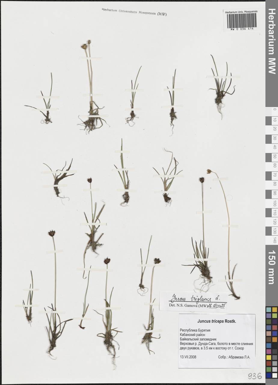Juncus triglumis L., Siberia, Baikal & Transbaikal region (S4) (Russia)