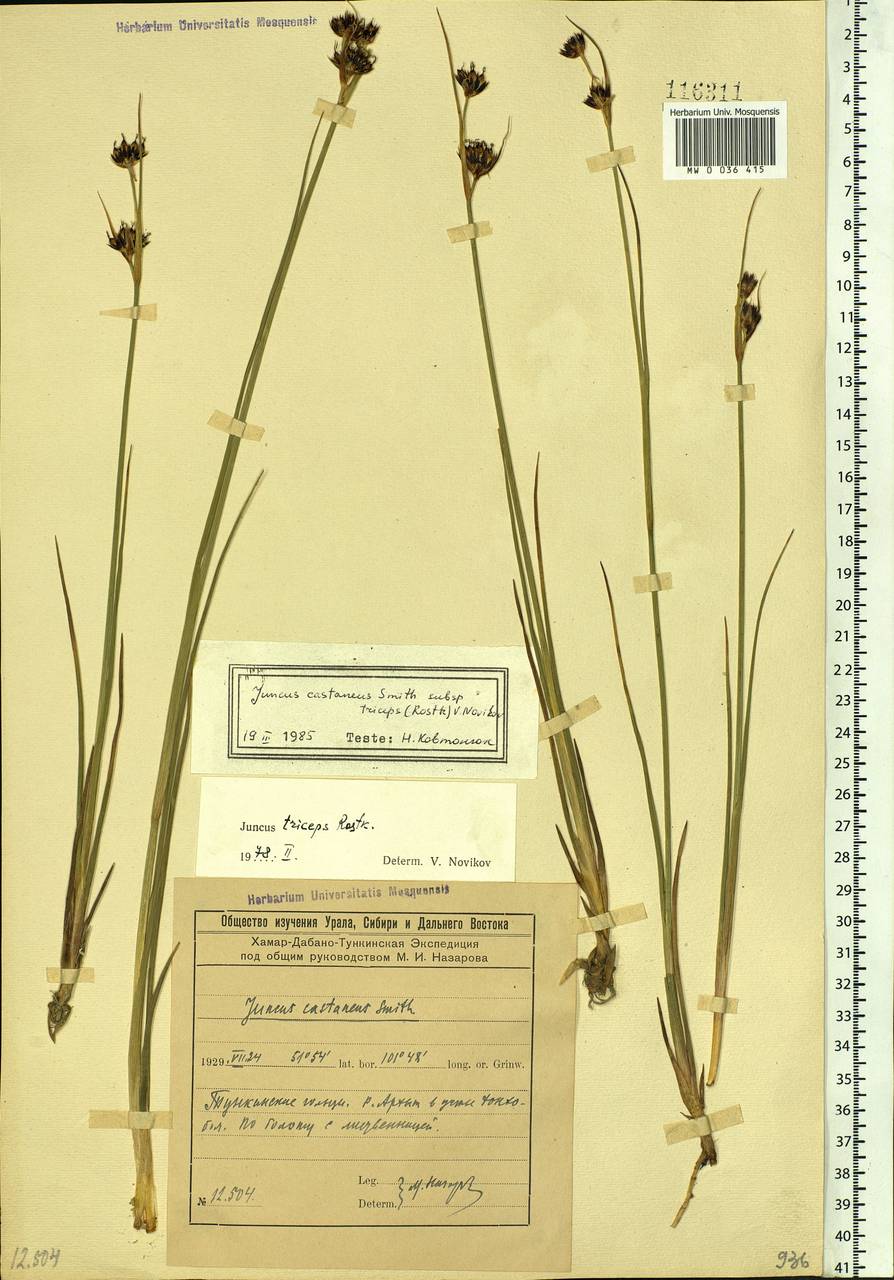 Juncus castaneus subsp. triceps (Rostk.) V. Novik., Siberia, Baikal & Transbaikal region (S4) (Russia)