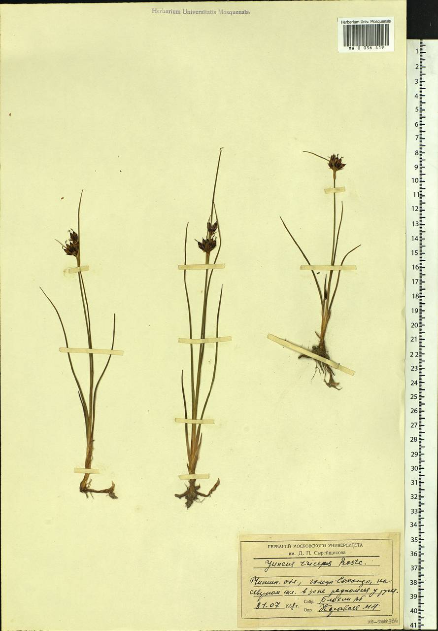 Juncus castaneus subsp. triceps (Rostk.) V. Novik., Siberia, Baikal & Transbaikal region (S4) (Russia)