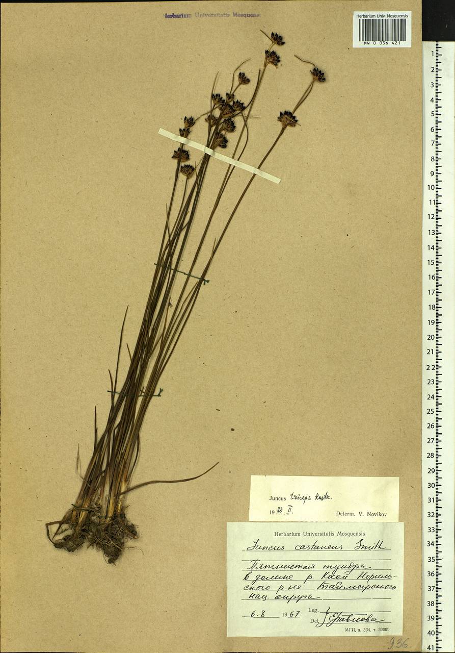 Juncus castaneus subsp. triceps (Rostk.) V. Novik., Siberia, Central Siberia (S3) (Russia)