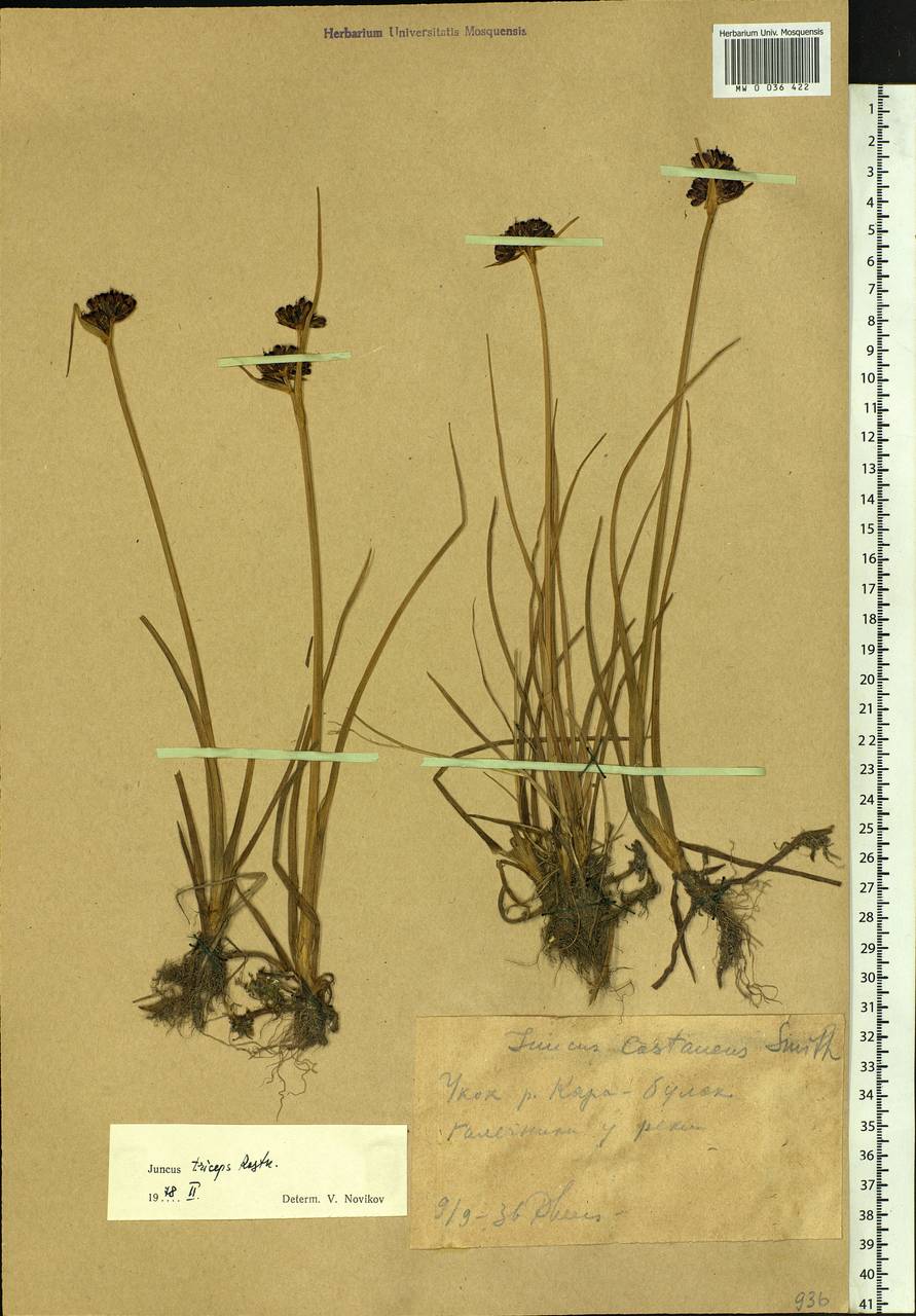 Juncus castaneus subsp. triceps (Rostk.) Novikov, Siberia, Altai & Sayany Mountains (S2) (Russia)