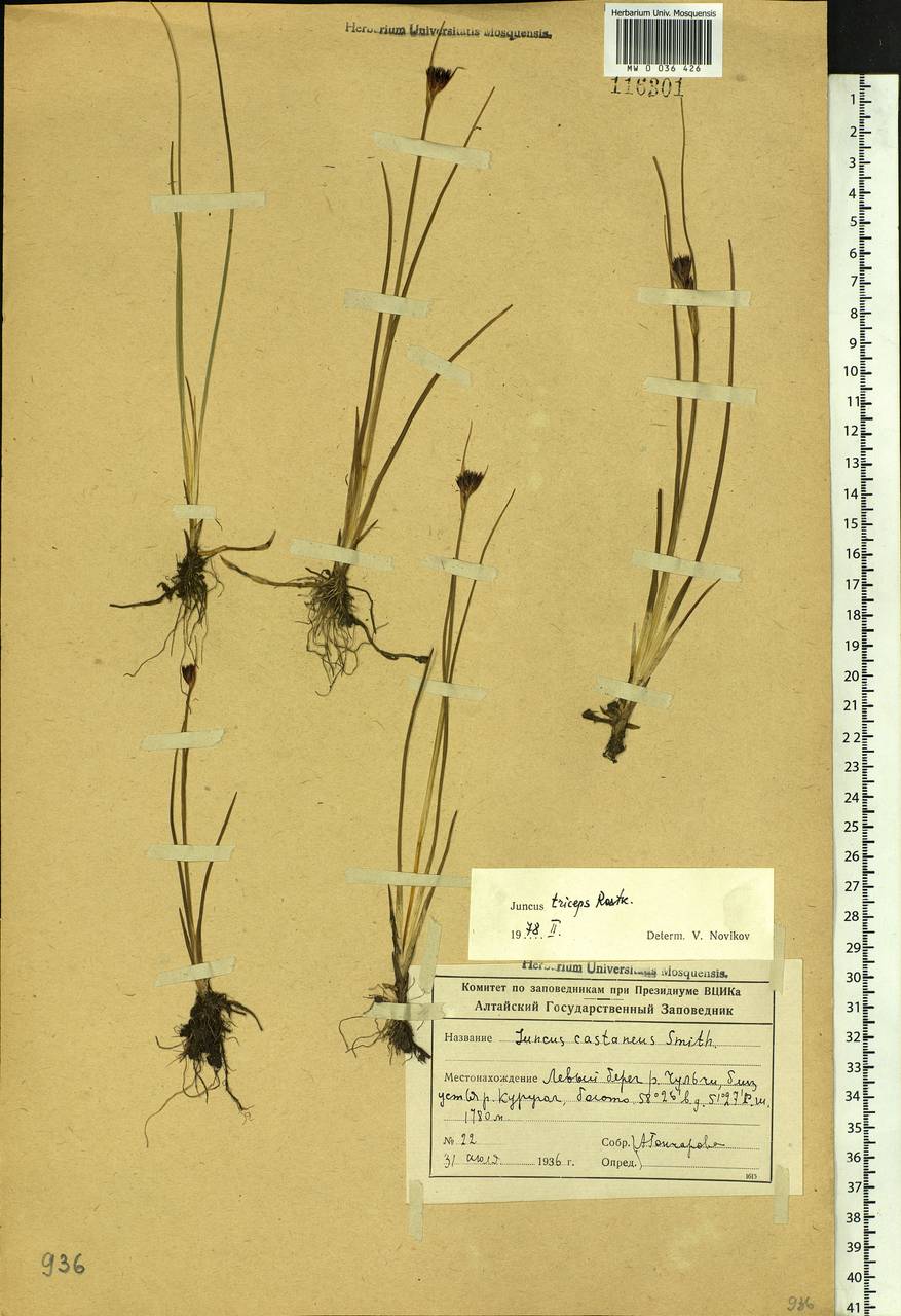 Juncus castaneus subsp. triceps (Rostk.) V. Novik., Siberia, Altai & Sayany Mountains (S2) (Russia)