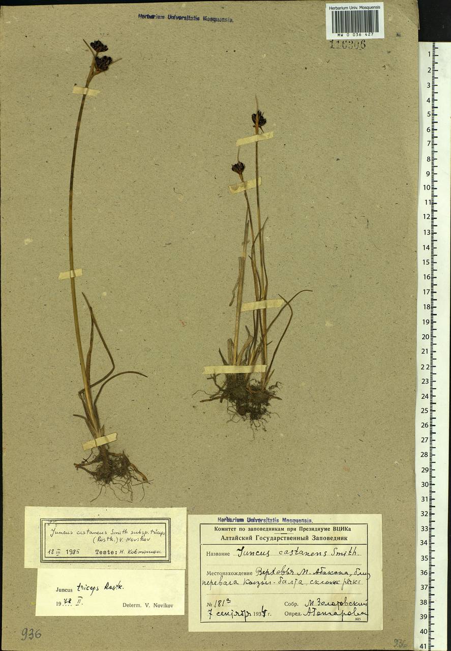 Juncus castaneus subsp. triceps (Rostk.) V. Novik., Siberia, Altai & Sayany Mountains (S2) (Russia)