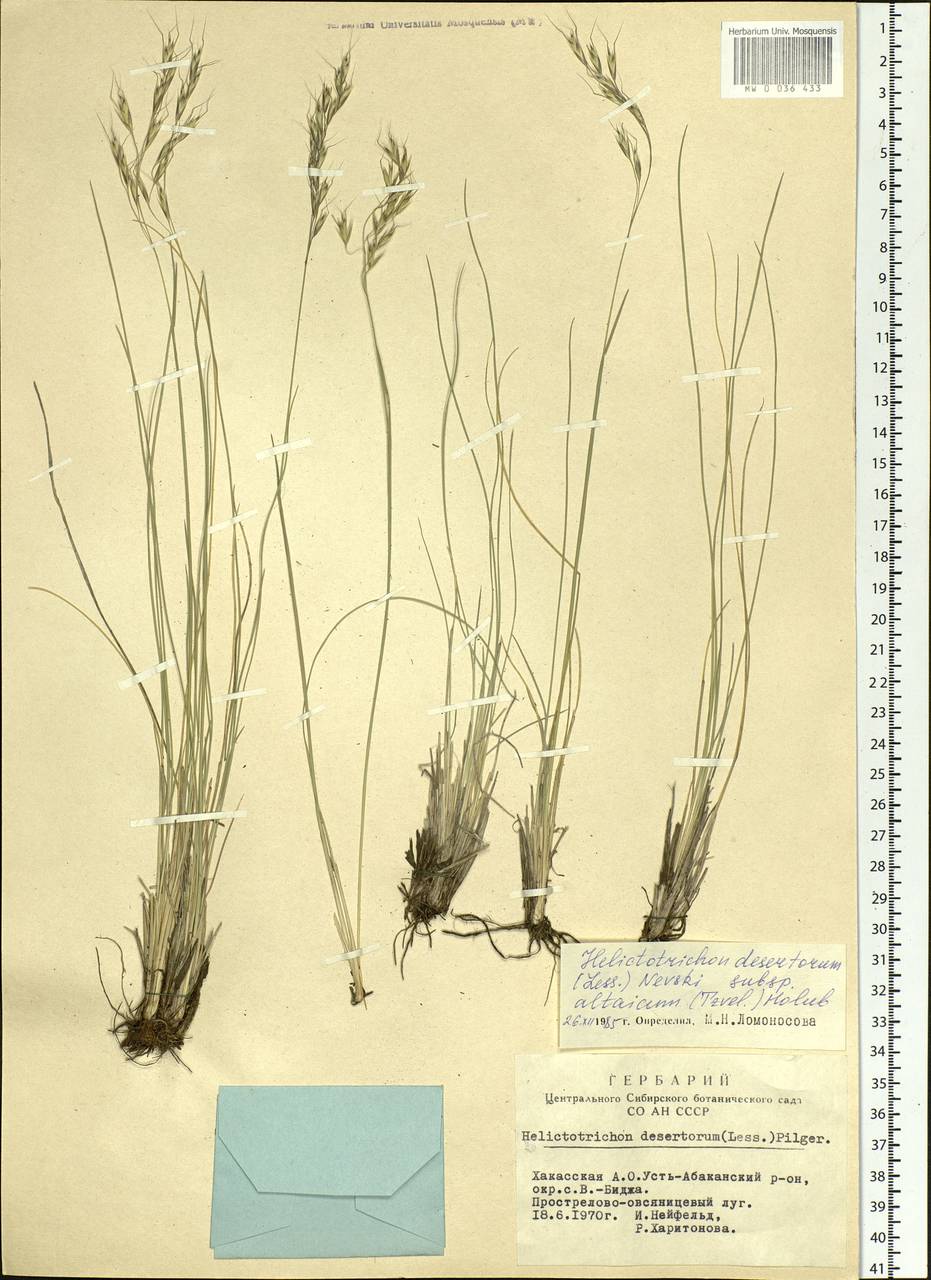 Helictotrichon desertorum (Less.) Pilg., Siberia, Altai & Sayany Mountains (S2) (Russia)