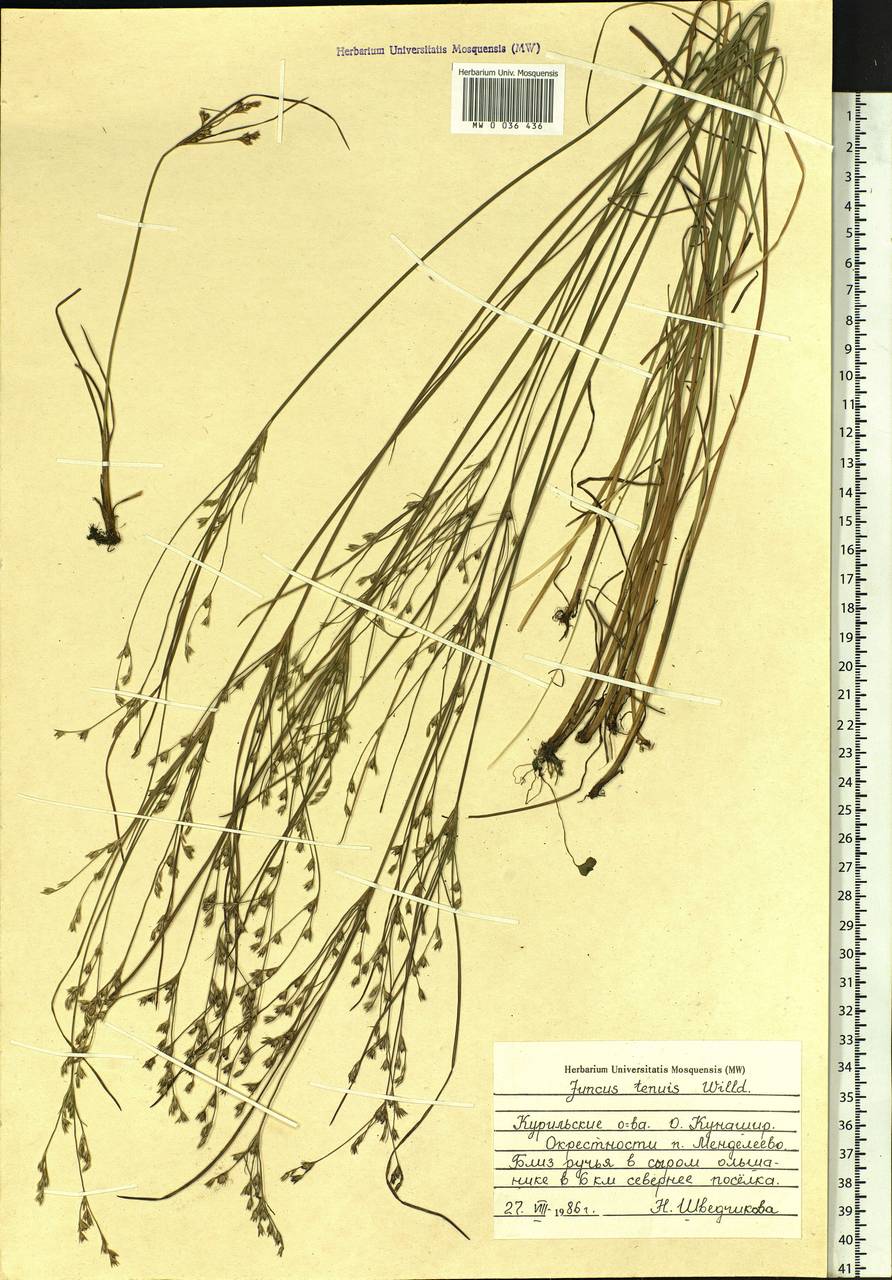 Juncus tenuis Willd., Siberia, Russian Far East (S6) (Russia)