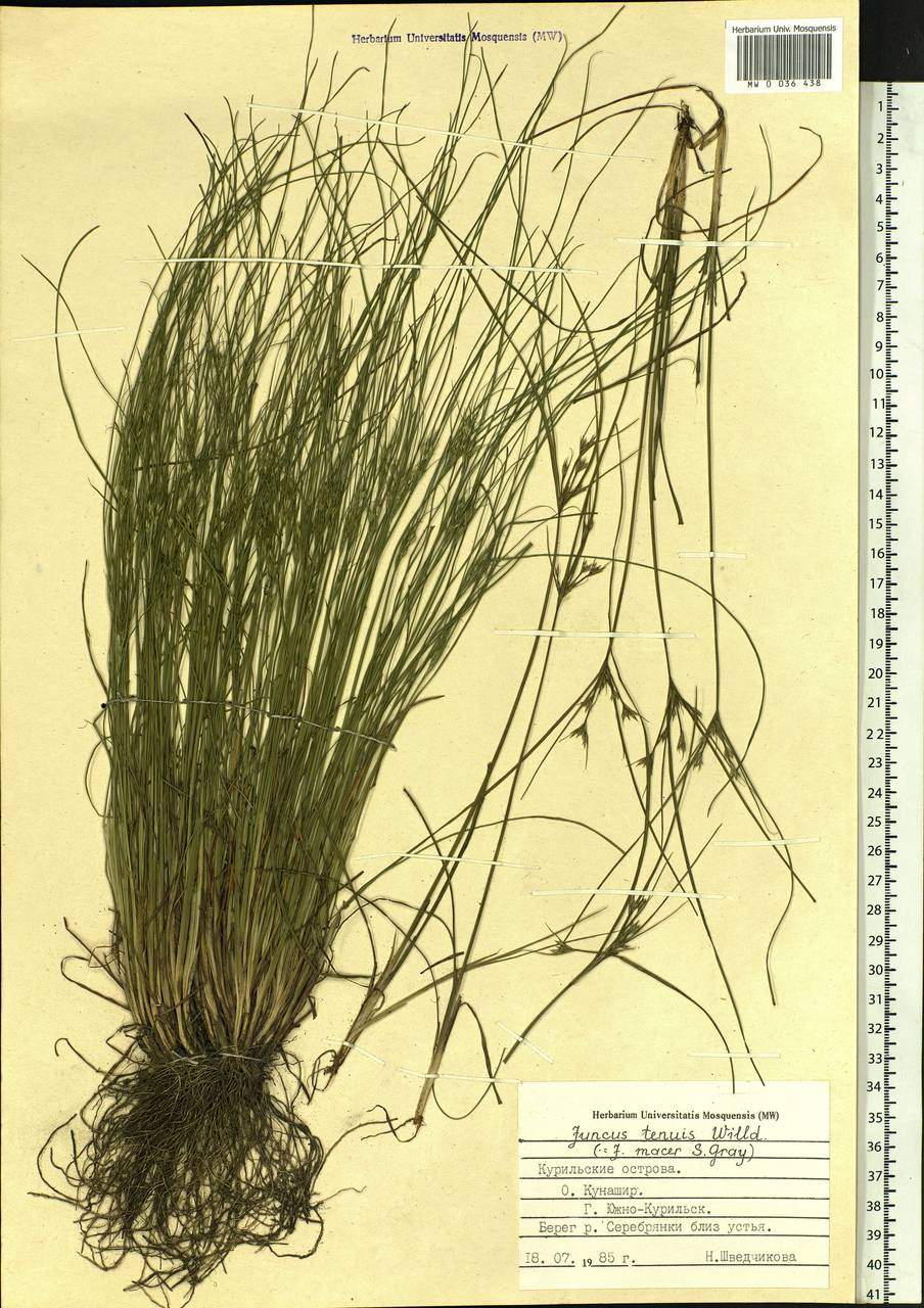 Juncus tenuis Willd., Siberia, Russian Far East (S6) (Russia)