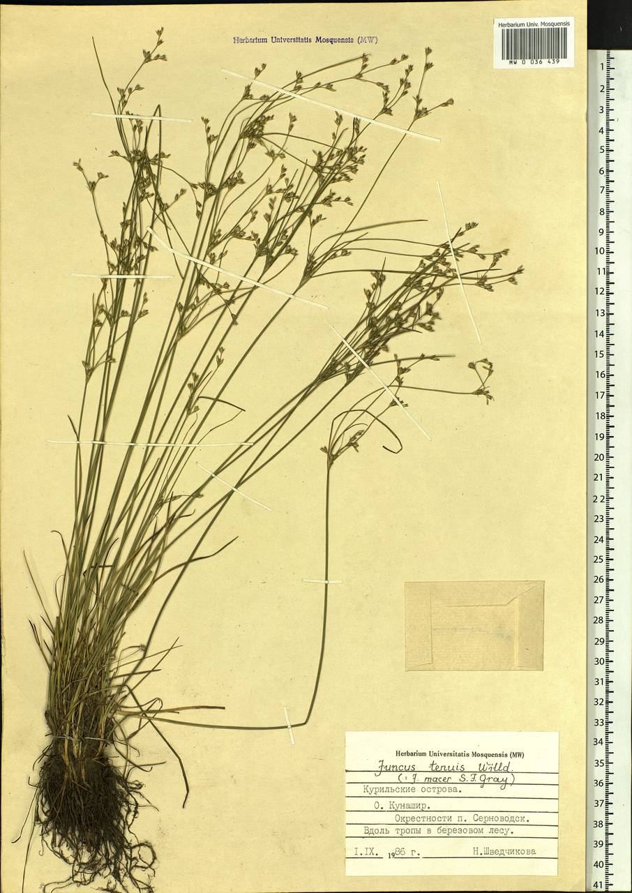 Juncus tenuis Willd., Siberia, Russian Far East (S6) (Russia)