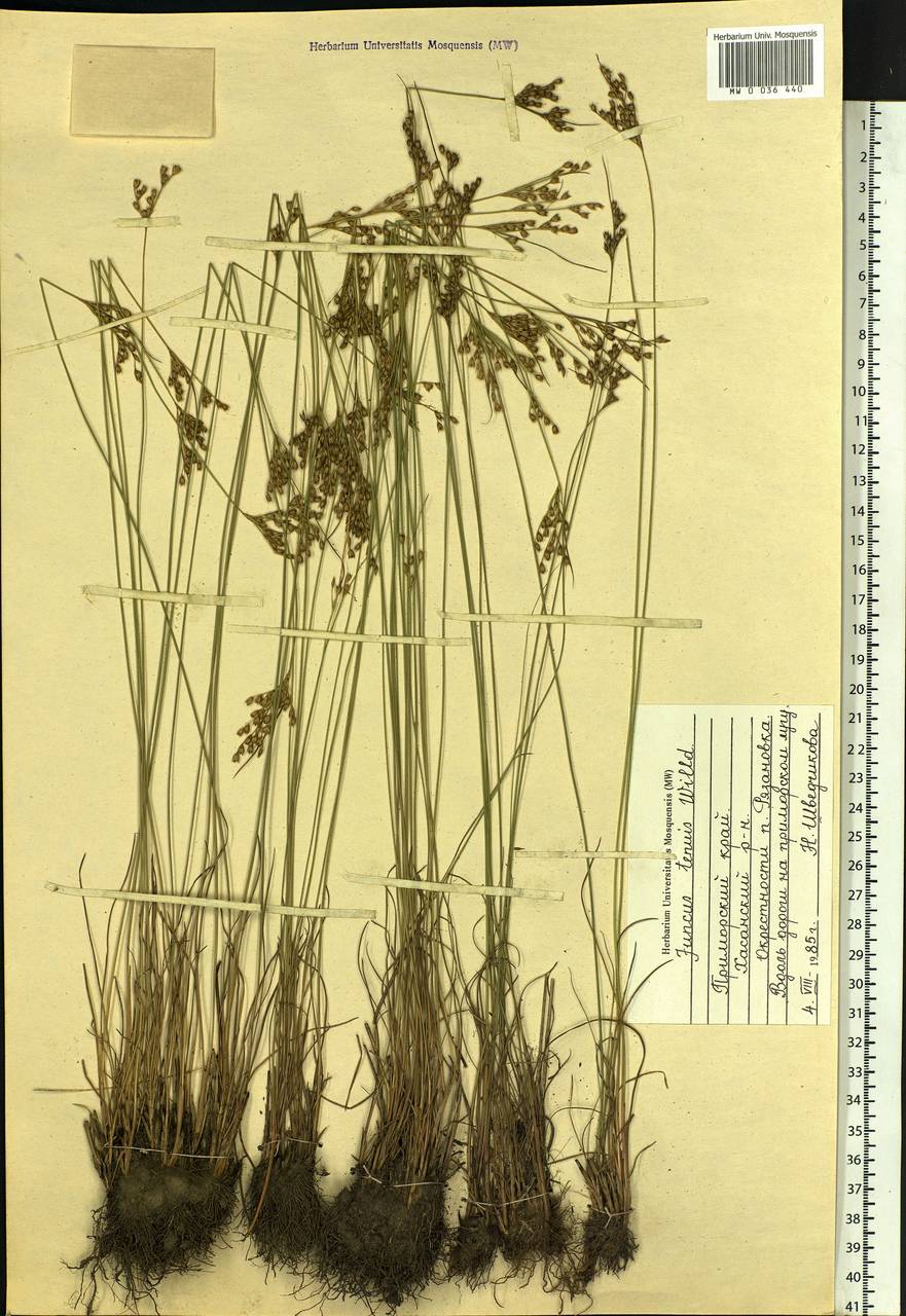 Juncus tenuis Willd., Siberia, Russian Far East (S6) (Russia)