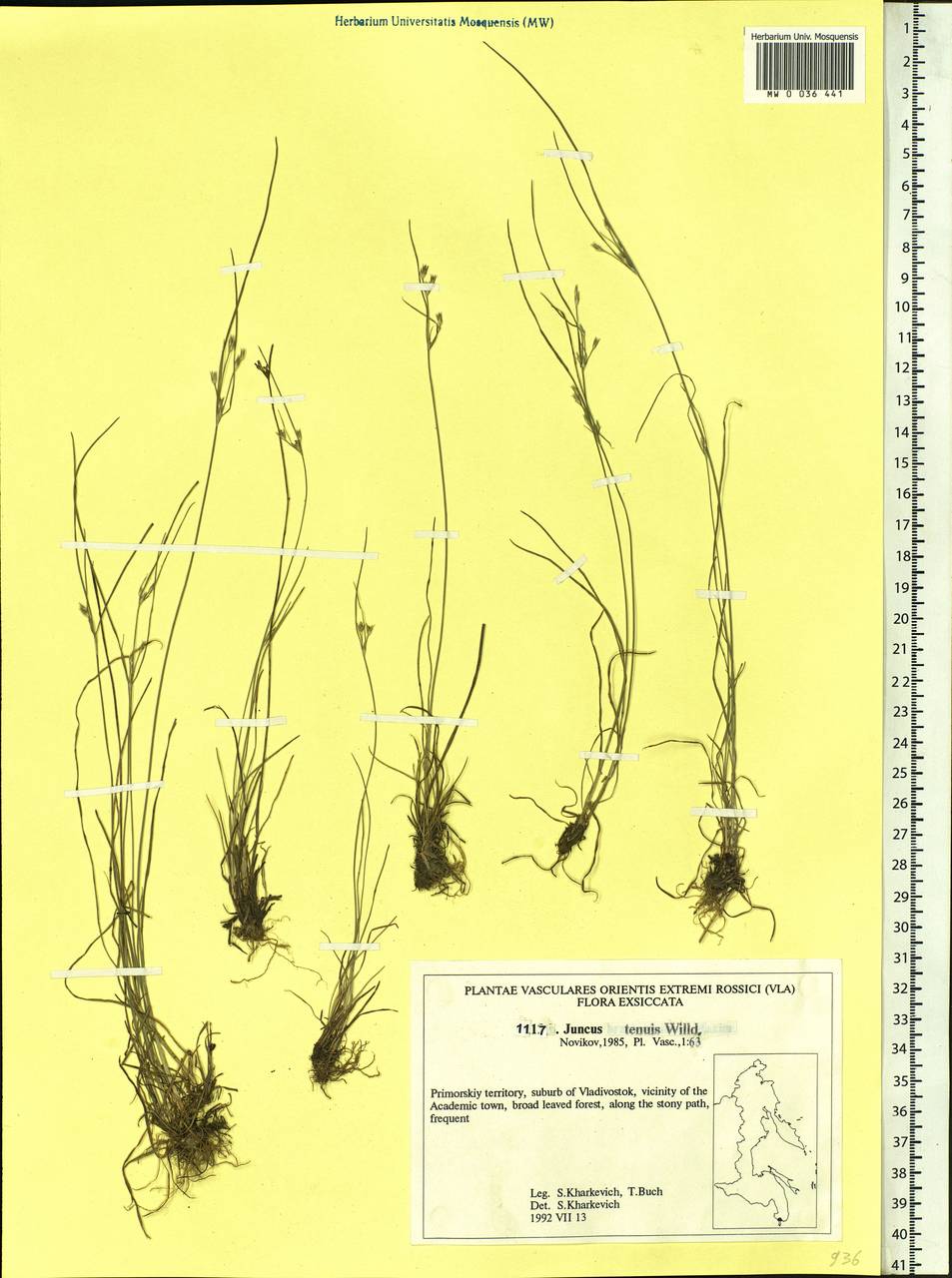 Juncus tenuis Willd., Siberia, Russian Far East (S6) (Russia)