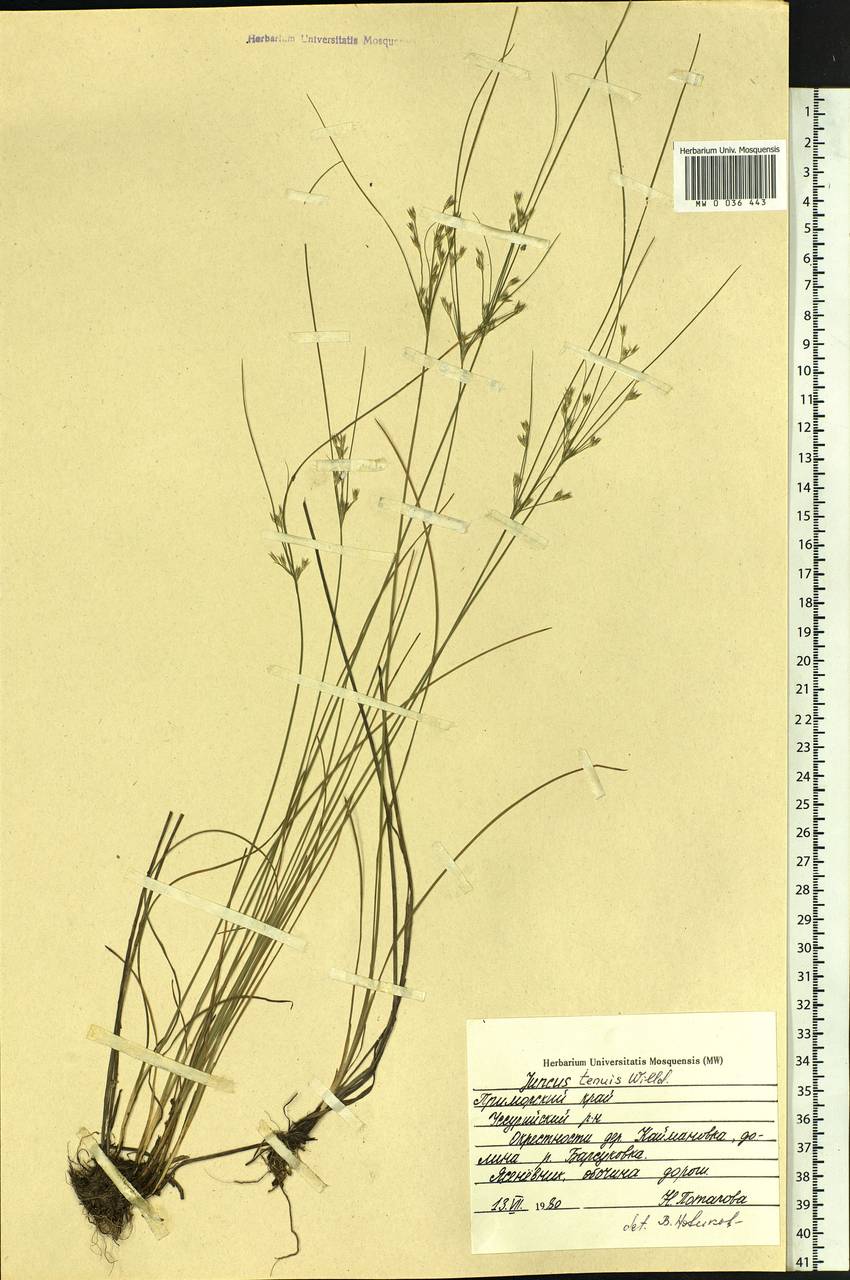 Juncus tenuis Willd., Siberia, Russian Far East (S6) (Russia)
