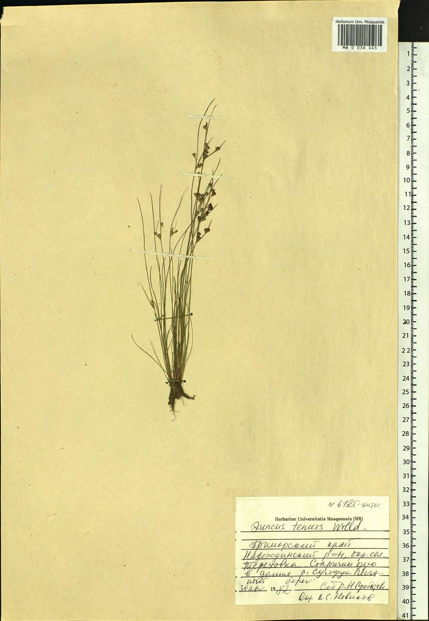 Juncus tenuis Willd., Siberia, Russian Far East (S6) (Russia)