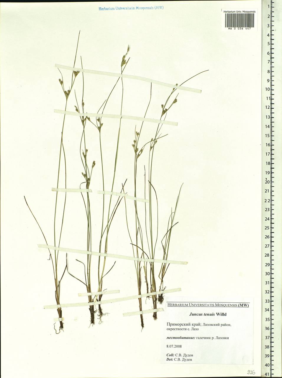 Juncus tenuis Willd., Siberia, Russian Far East (S6) (Russia)