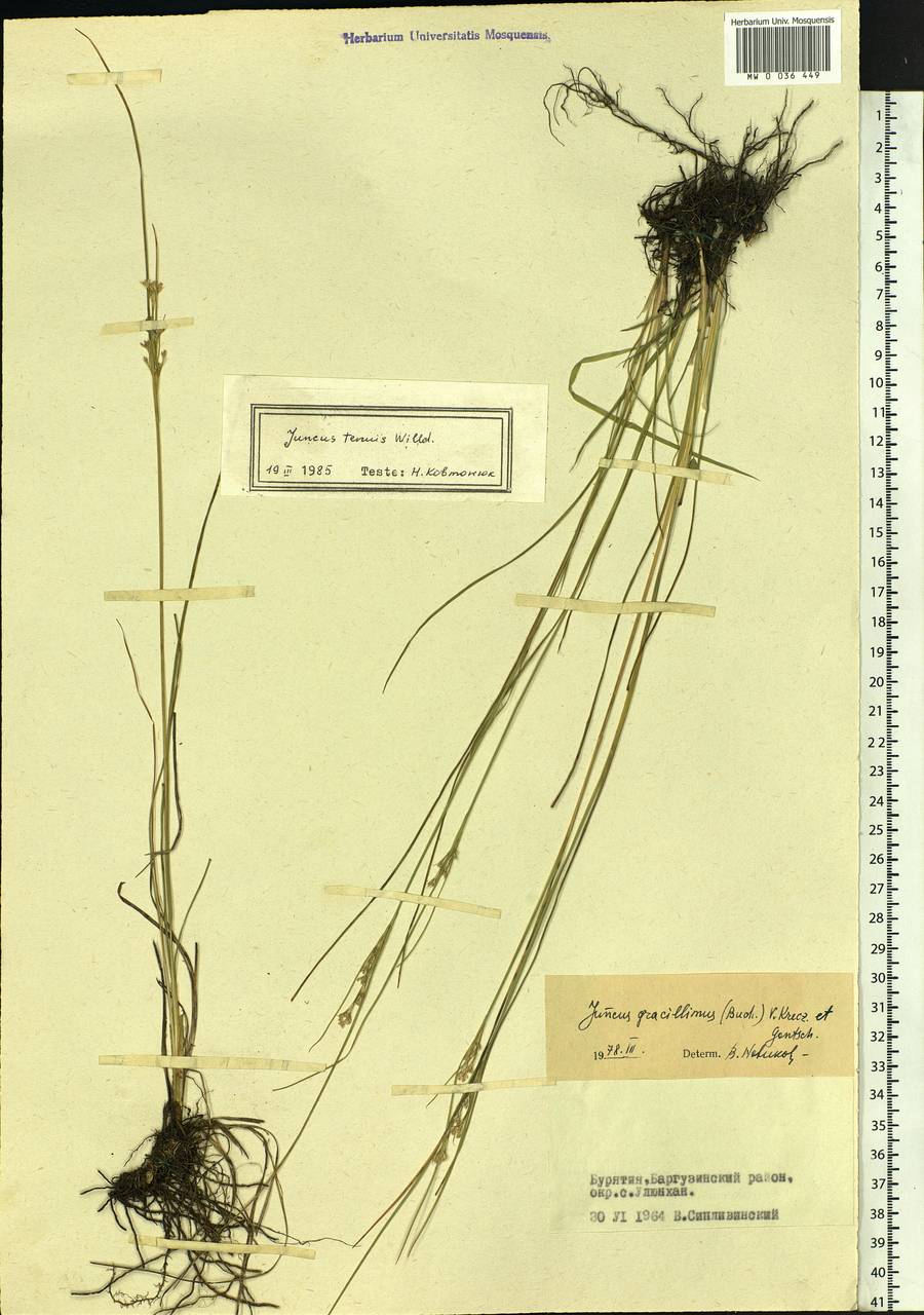 Juncus tenuis Willd., Siberia, Baikal & Transbaikal region (S4) (Russia)