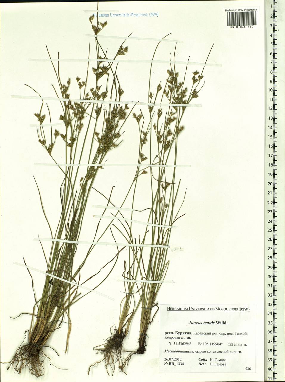 Juncus tenuis Willd., Siberia, Baikal & Transbaikal region (S4) (Russia)