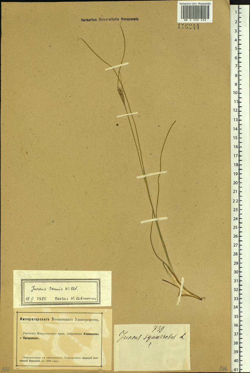 Juncus tenuis Willd., Siberia, Altai & Sayany Mountains (S2) (Russia)