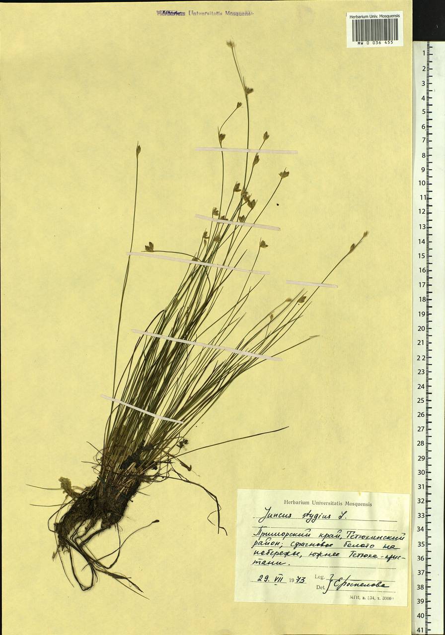 Juncus stygius L., Siberia, Russian Far East (S6) (Russia)
