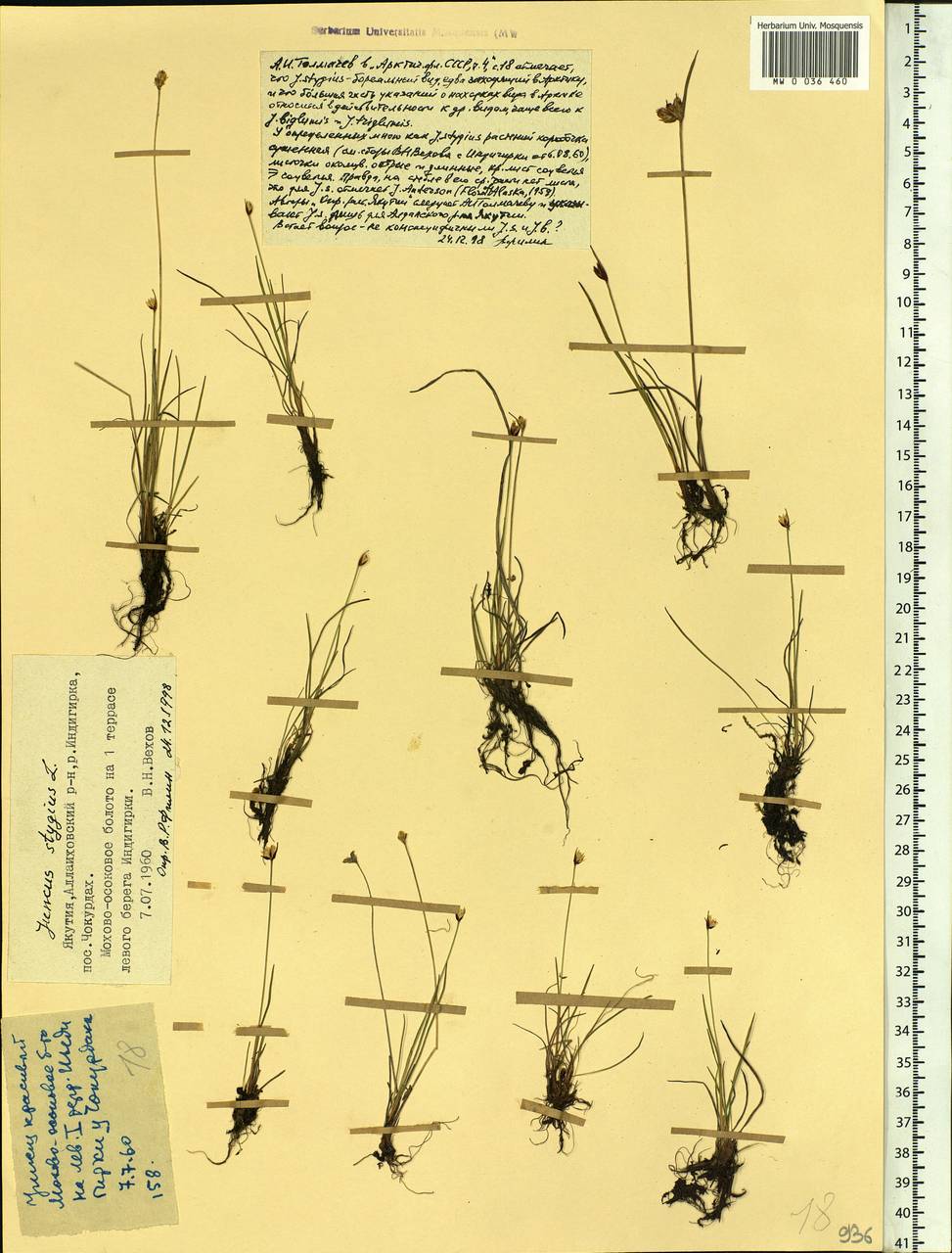Juncus stygius L., Siberia, Yakutia (S5) (Russia)