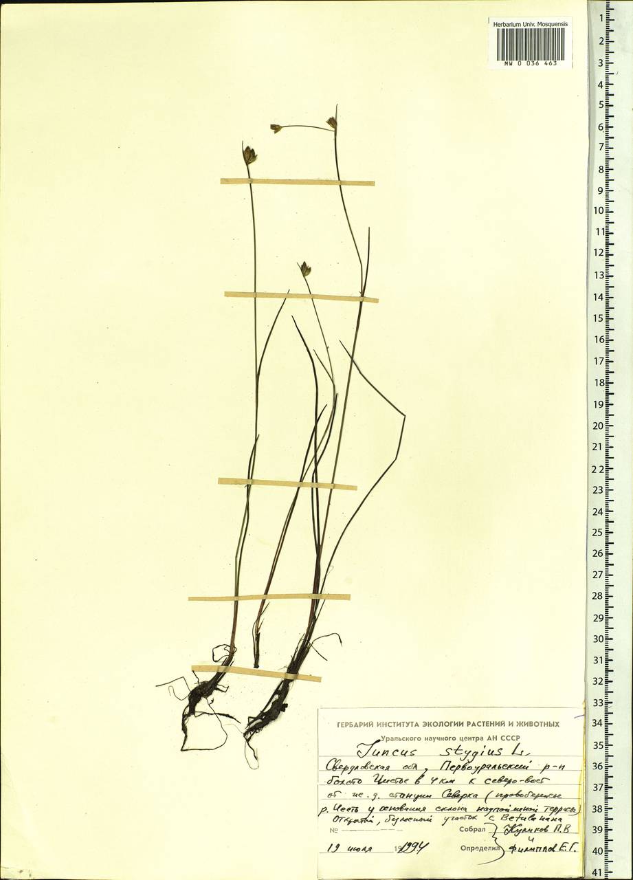 Juncus stygius L., Eastern Europe, Eastern region (E10) (Russia)