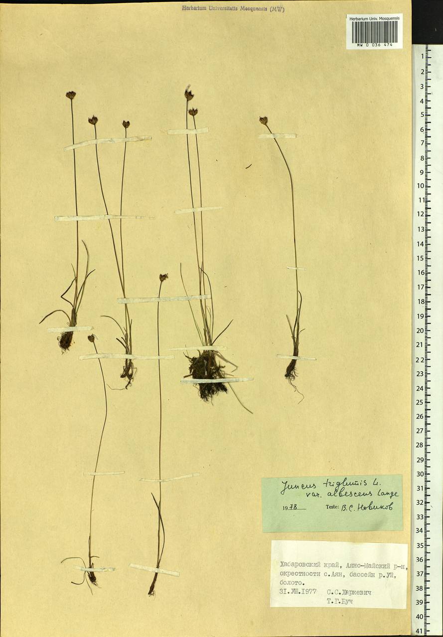 Juncus triglumis L., Siberia, Russian Far East (S6) (Russia)