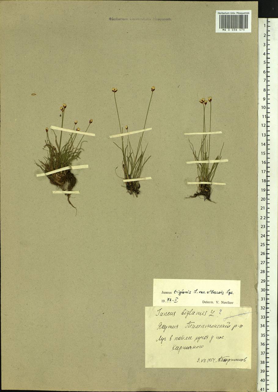 Juncus triglumis L., Siberia, Yakutia (S5) (Russia)