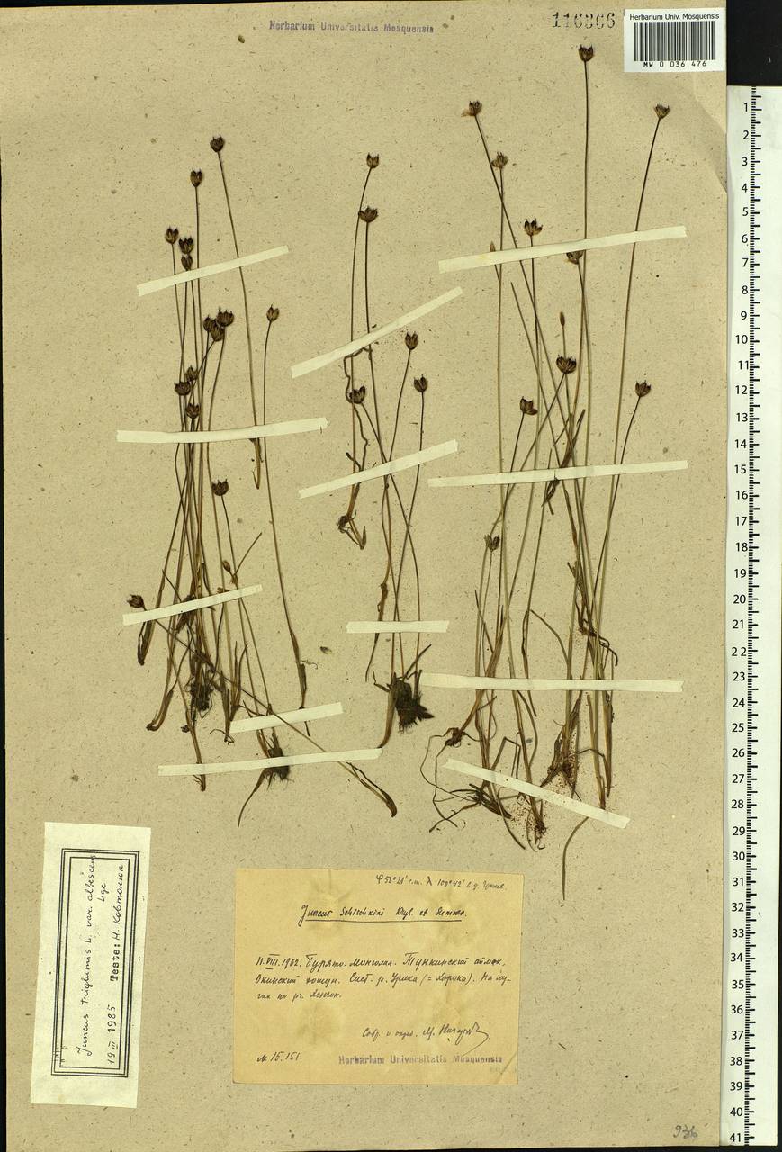 Juncus triglumis L., Siberia, Baikal & Transbaikal region (S4) (Russia)