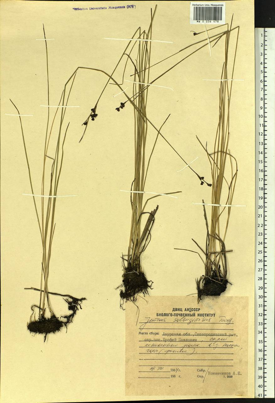 Juncus salsuginosus Turcz. ex E.Mey., Siberia, Russian Far East (S6) (Russia)