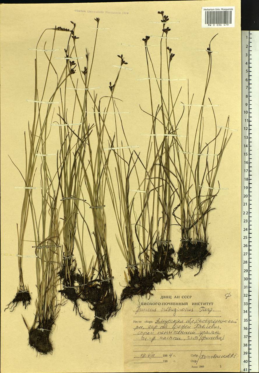 Juncus salsuginosus Turcz. ex E.Mey., Siberia, Russian Far East (S6) (Russia)