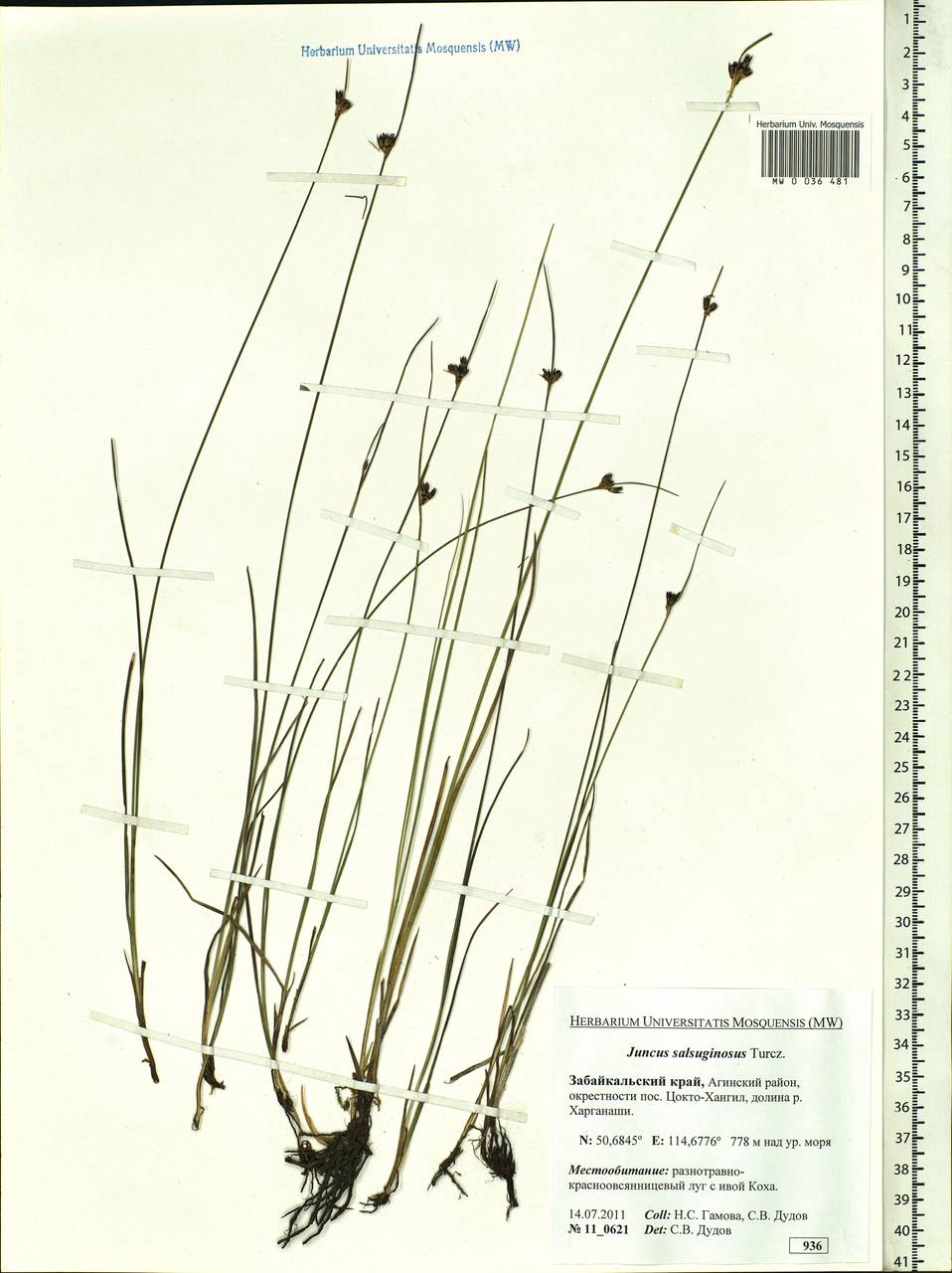 Juncus salsuginosus Turcz. ex E.Mey., Siberia, Baikal & Transbaikal region (S4) (Russia)
