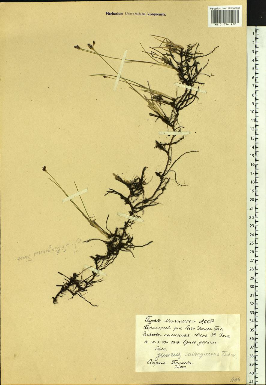 Juncus salsuginosus Turcz. ex E. Mey., Siberia, Baikal & Transbaikal region (S4) (Russia)