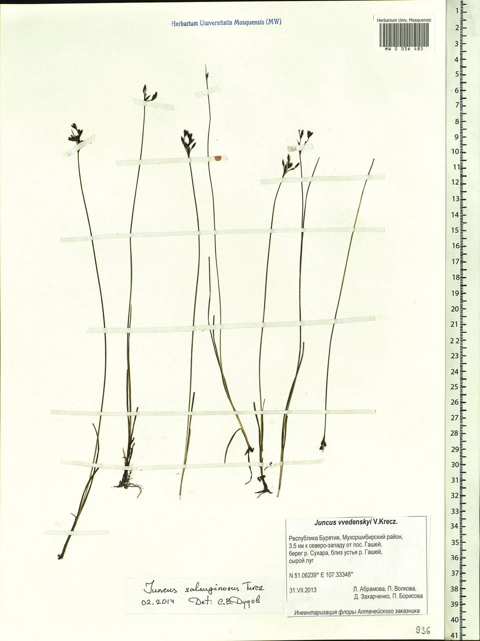 Juncus salsuginosus Turcz. ex E.Mey., Siberia, Baikal & Transbaikal region (S4) (Russia)