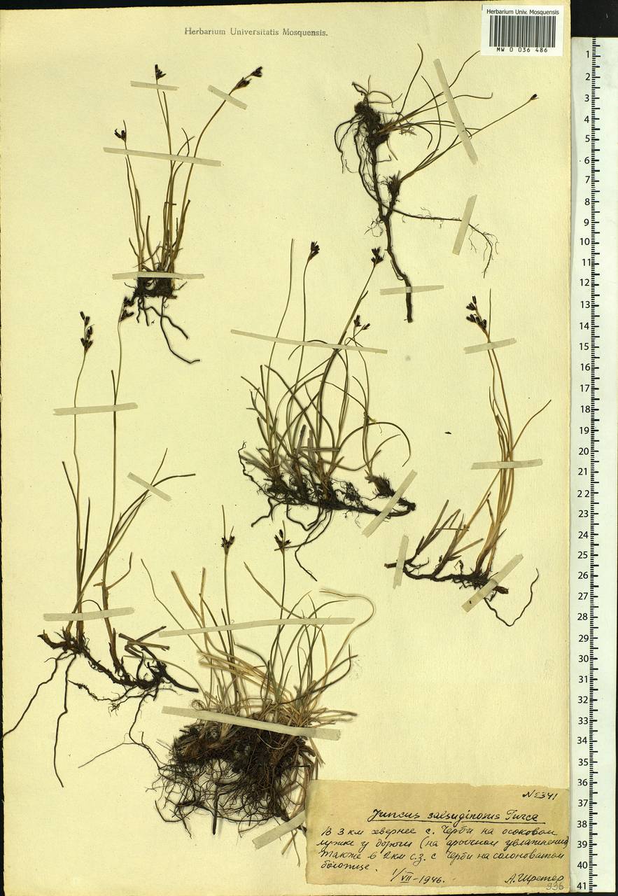 Juncus salsuginosus Turcz. ex E.Mey., Siberia, Altai & Sayany Mountains (S2) (Russia)