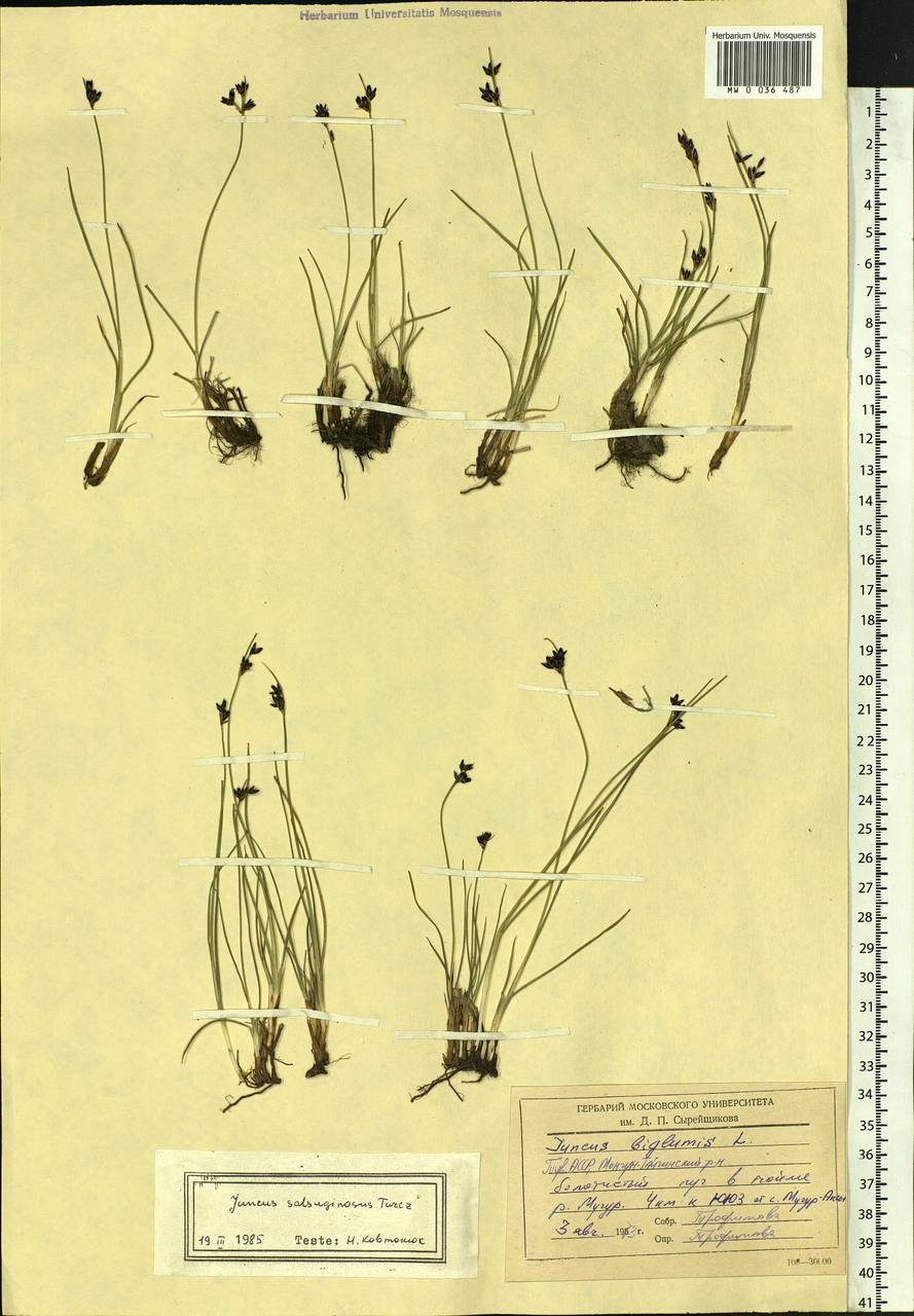 Juncus salsuginosus Turcz., Siberia, Altai & Sayany Mountains (S2) (Russia)