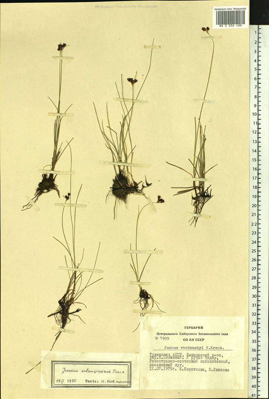 Juncus salsuginosus Turcz. ex E.Mey., Siberia, Altai & Sayany Mountains (S2) (Russia)