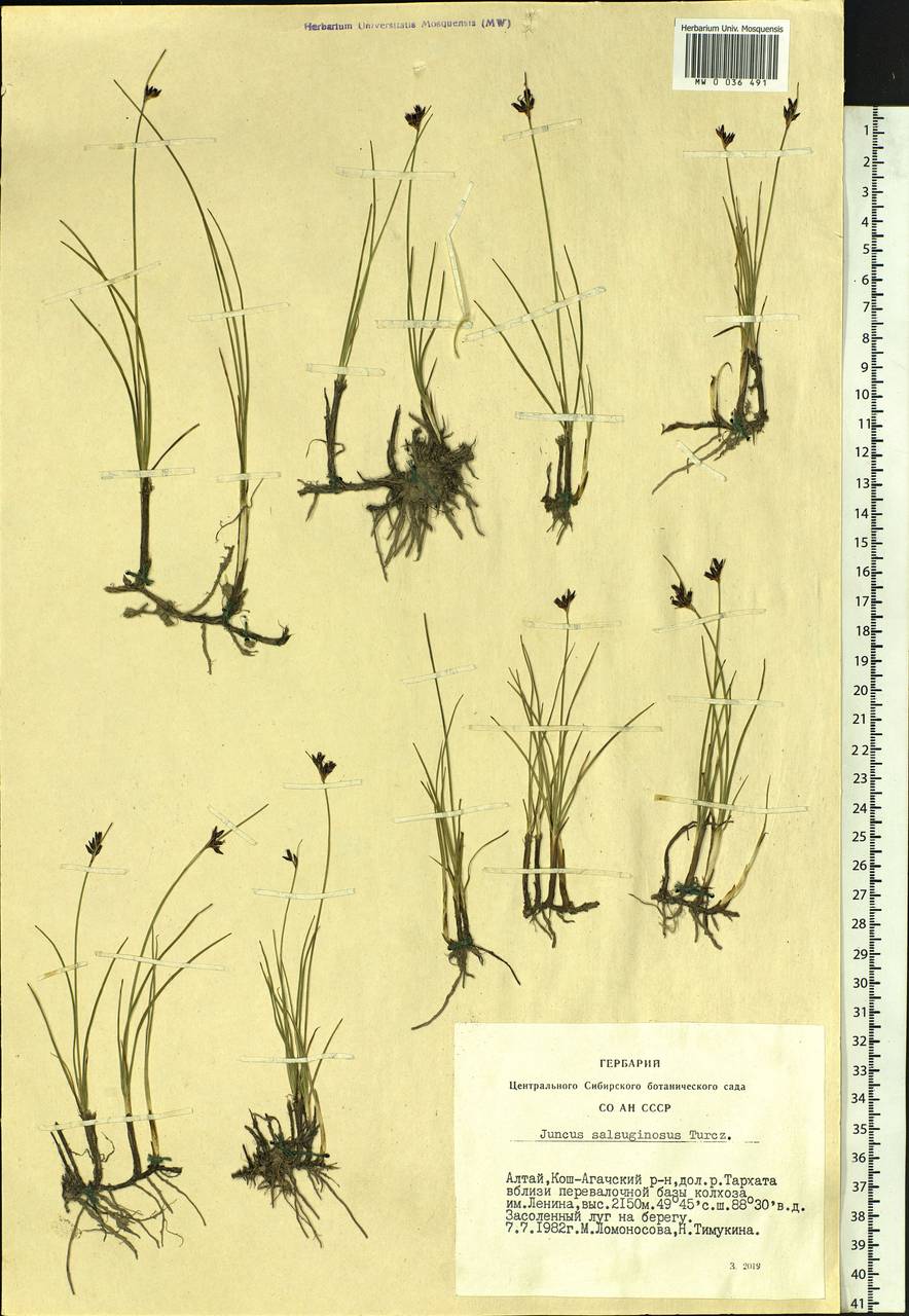 Juncus salsuginosus Turcz. ex E.Mey., Siberia, Altai & Sayany Mountains (S2) (Russia)